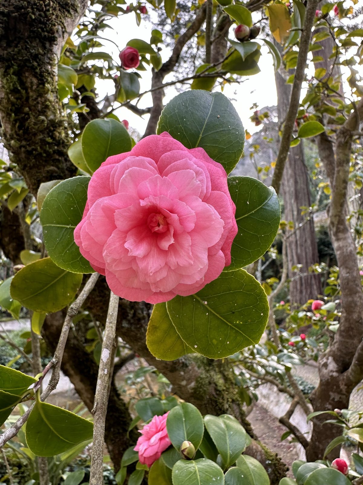 Camellia Season — The winter walks bloom red and pink while the rest of Europe sleeps.