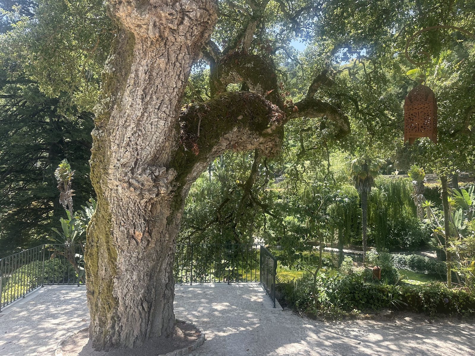 The Fern Cork Oak — The centuries-old sobreiro wearing its coat of ferns — the tree a queen prized above the coast.