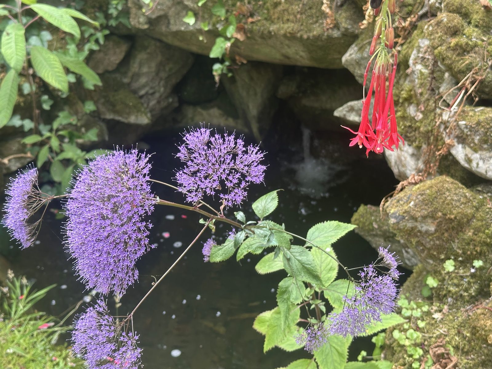 At the Grotto Mouth — Throatwort and fuchsia leaning over the dark water where the grotto begins.