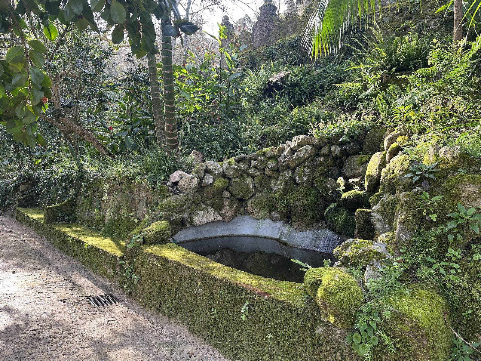 The Lake — Dark still water beneath the palms — the romantic heart of the garden.