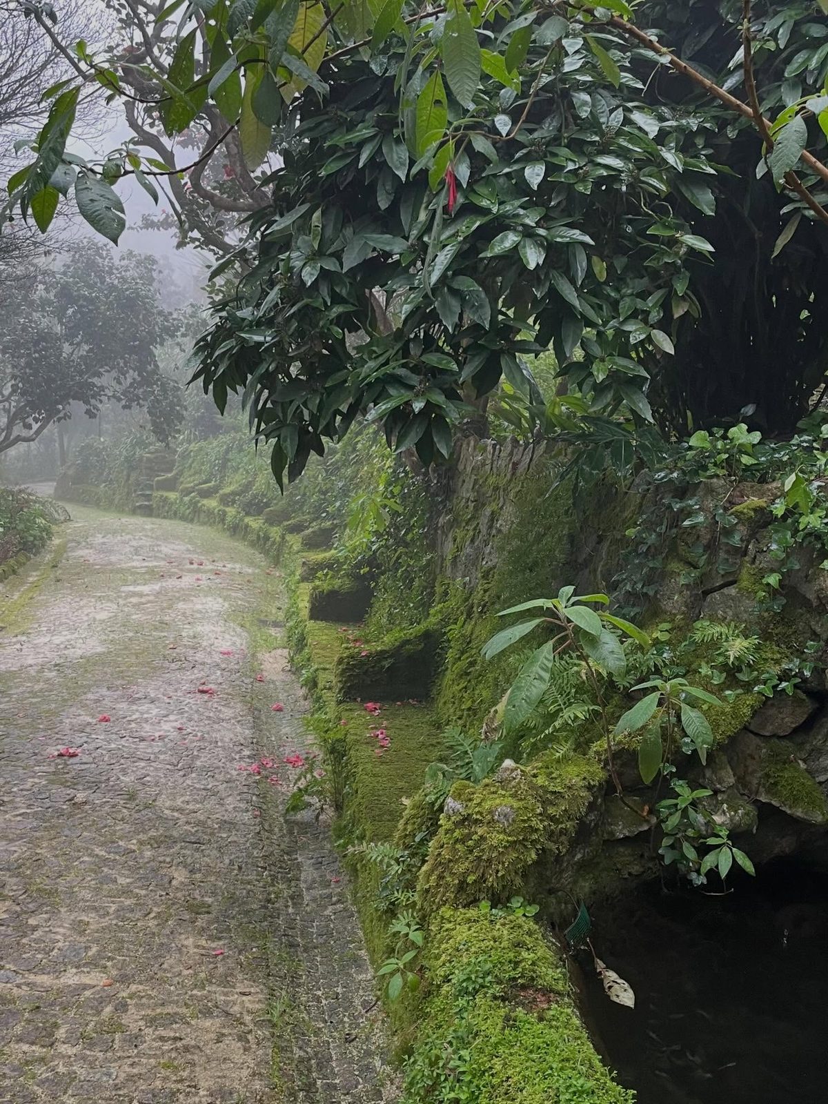 Sintra Mist — The garden as the romantics knew it — wet cobbles, low cloud, no one about.