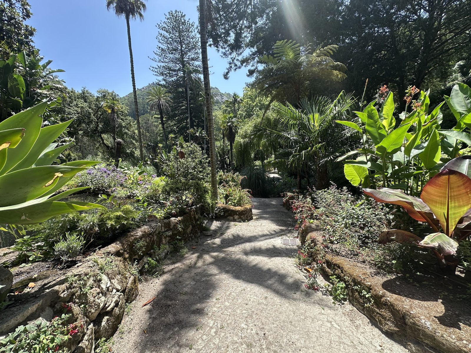 The Palm Walk — The upper path on a bright day — agapanthus to the left, the serra beyond the palms.
