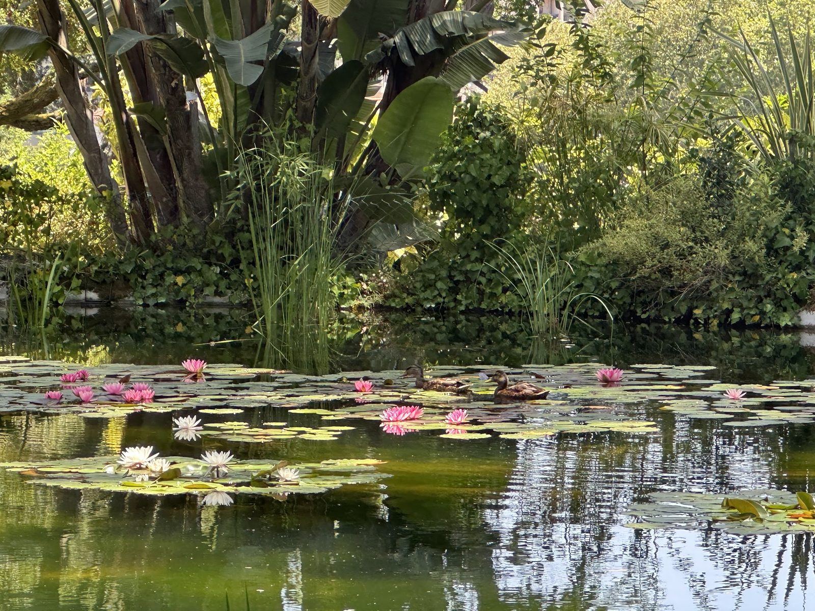 Water Lilies — The lake surface nearly hidden beneath the nenúfares, as the first owners planted it.