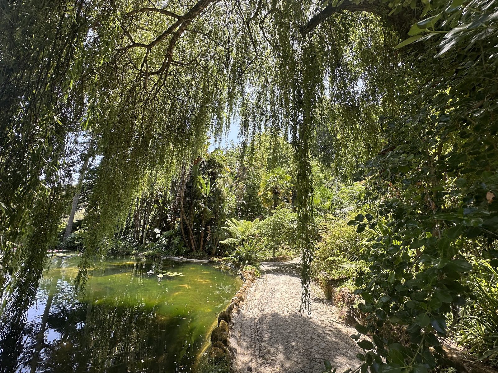 Willow Water — The weeping willow trailing into the lake at the path’s edge.